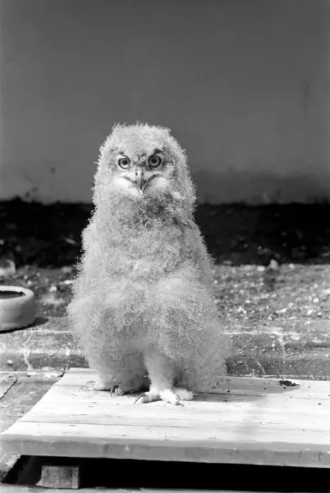 Framed Print : Birds: Eagle owl chick at London Zoo. 1965 C87D-002 Framed Print : Birds: Eagle owl chick at London Zoo. 1965 C87D-002
