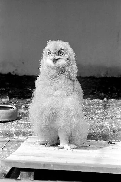 Birds: Eagle owl chick at London Zoo. 1965 C87D-003