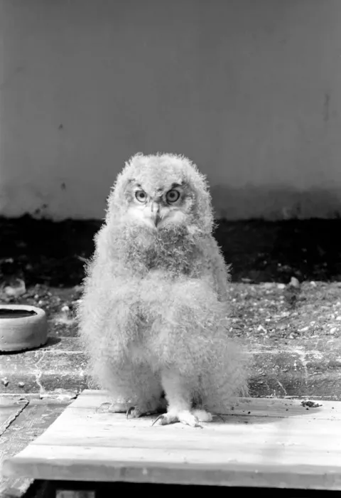 Framed Print : Birds: Eagle owl chick at London Zoo. 1965 C87D