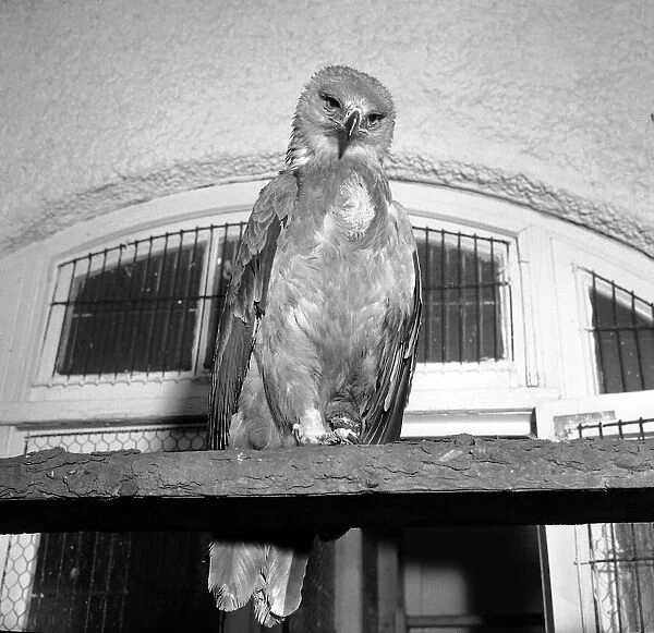 Birds Eagles Lost Eagle October 1965 This one footed Eagle