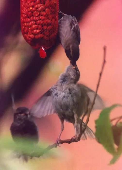 Framed Print : Birds feeding their young nuts Framed Print : Birds feeding their young nuts