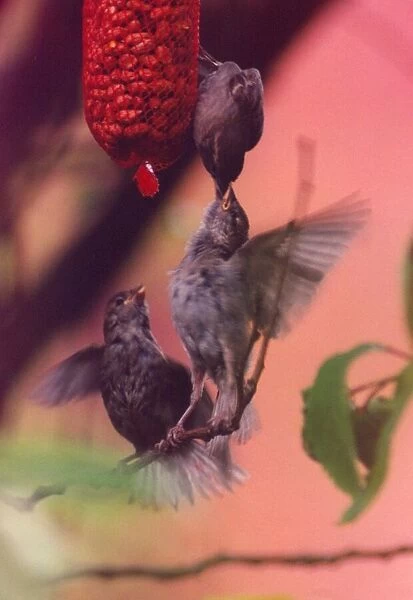 Birds feeding their young nuts