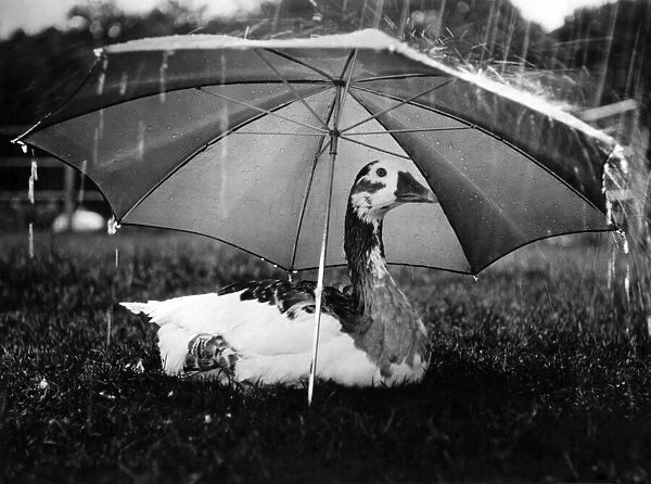 Birds - Geese. A Brolly To Beat Daisy The Gooses Aches