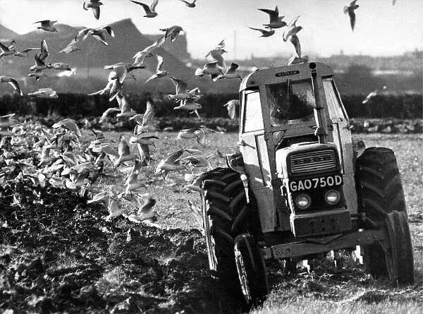 Birds look for the early worms while this farmer ploughs his field in 1970