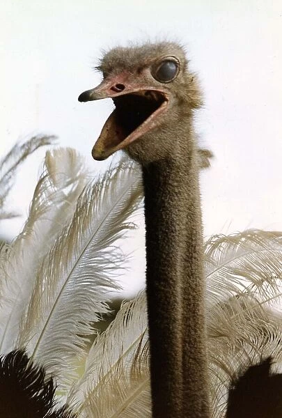 Birds Ostrich large long necked fast running flightless bird from Africa circa 1995