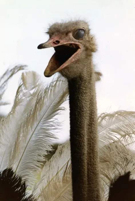 Framed Print : Birds Ostrich large long necked fast running flightless bird from Africa circa 1995