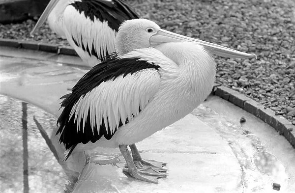 Birds: Pelican at London Zoo. 1965 C87C-001