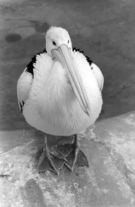 Framed Print : Birds: Pelican at London Zoo. 1965 C87C