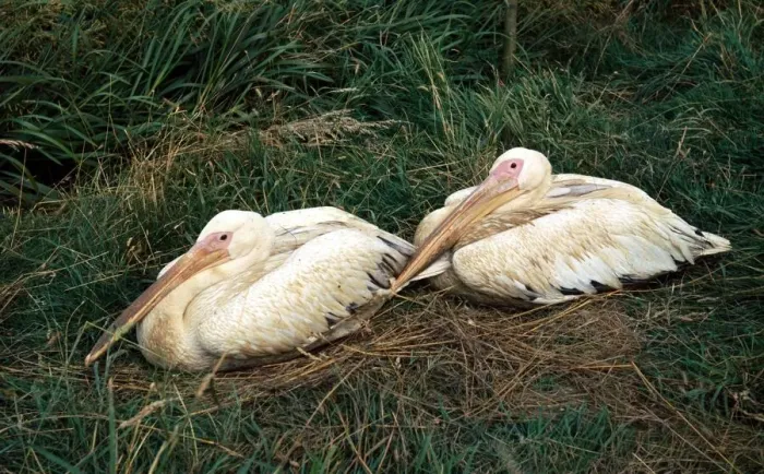 Framed Print : Birds - Pelicans at Thorny Wild Life Park, Cambridgeshire circa 1969 Framed Print : Birds - Pelicans at Thorny Wild Life Park, Cambridgeshire circa 1969