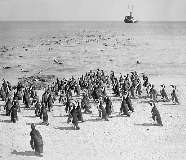 Birds Penguins on the beach on Penguin Island, Dassen Island near South Africa