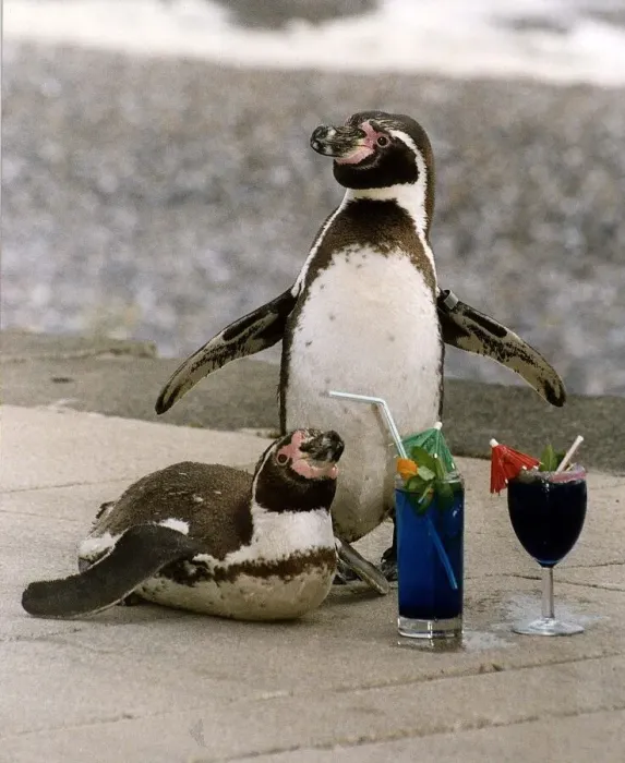 Framed Print : Birds Penguins with cocktail drinks at the Drusillas Park Zoo, Sussex Framed Print : Birds Penguins with cocktail drinks at the Drusillas Park Zoo, Sussex