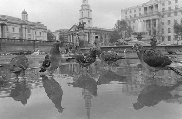 Birds Pigeons Trafalgar Square London October 1982 bath time for the birds