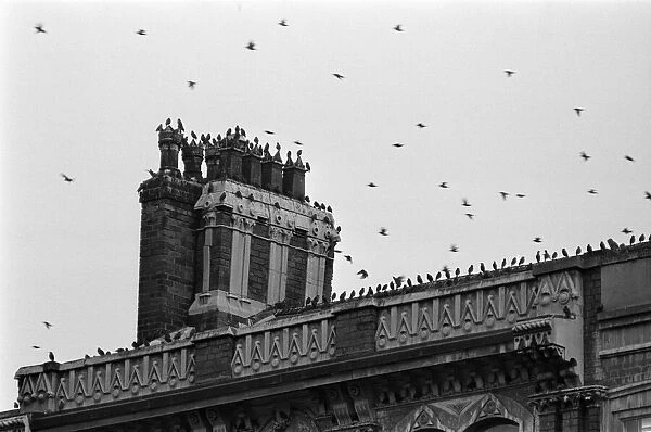 Birds on a rooftop in, Victoria Square, Birmingham, West Midlands, 11th September 1973