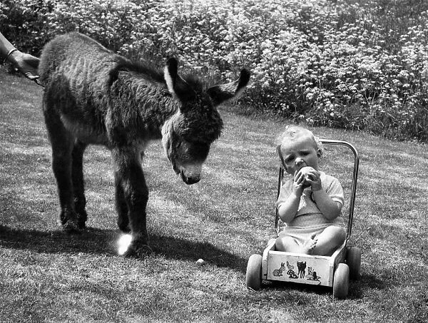 A birthday donkey for Daniel the TV baby. He doesn t seem a very friendly sort of