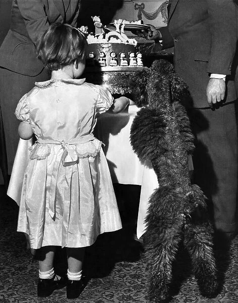 The birthday girl and poodle dog seen here admiring the birthday cake