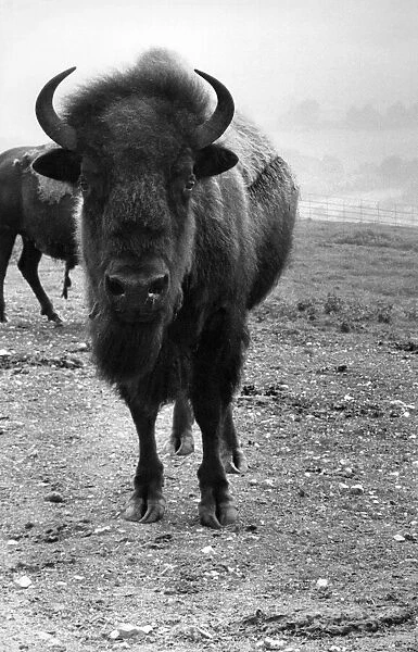 Bison at Whipsnade Zoo. P007414
