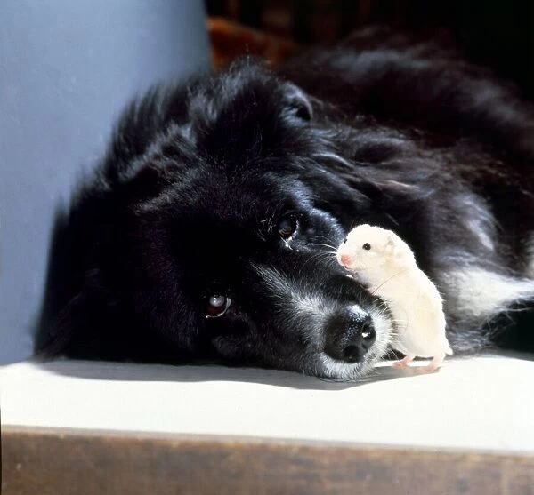 A black Collie dog with his friend the hamster January 1979