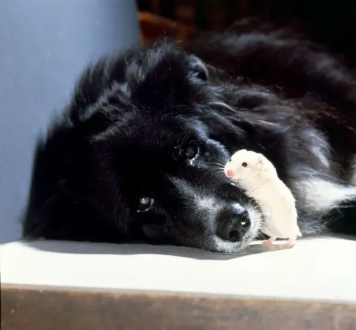 Framed Print : Black Collie Dog with Hamster Friendship Friends Sleepy Dog Framed Print : Black Collie Dog with Hamster Friendship Friends Sleepy Dog