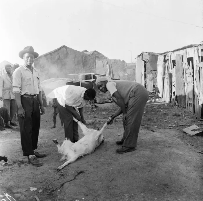 Framed Print : Black Communities in Cape Town, South Africa, 28th January 1955 Framed Print : Black Communities in Cape Town, South Africa, 28th January 1955