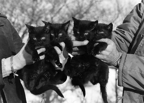 Four black kittens saved by a man. January 1979 P011947