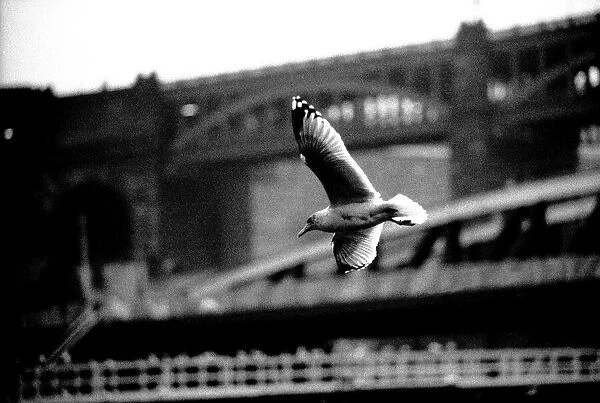 A Black-legged Kittiwake flies next to Newcastles Swing Bridge