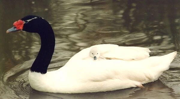 A black necked swan carries one of its cygnets at Washington Wildfowl Park