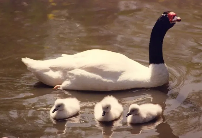 Framed Print : A black necked swan with its new chicks at Washington Wildfowl Park Framed Print : A black necked swan with its new chicks at Washington Wildfowl Park