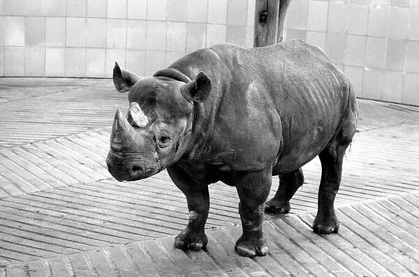 Black Rhino at Bristol Zoo. January 1975 75-00379-006