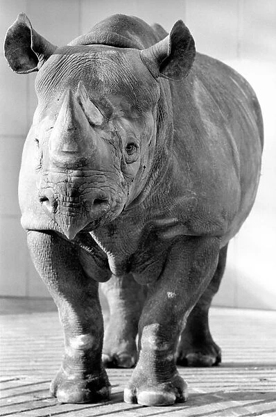 Black Rhino at Bristol Zoo. January 1975 75-00379-008