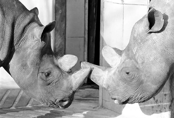 Black Rhinos Rupert and Thelma at Bristol Zoo. January 1975 75-00379-012