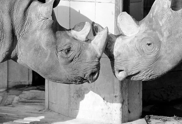 Black Rhinos Rupert and Thelma at Bristol Zoo. January 1975 75-00379-010