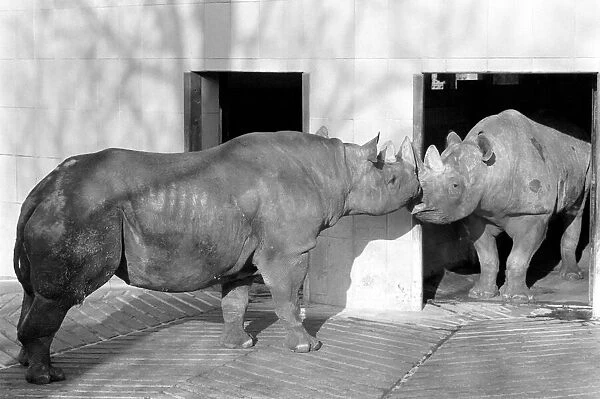Black Rhinos Rupert and Thelma at Bristol Zoo. January 1975 75-00379-002