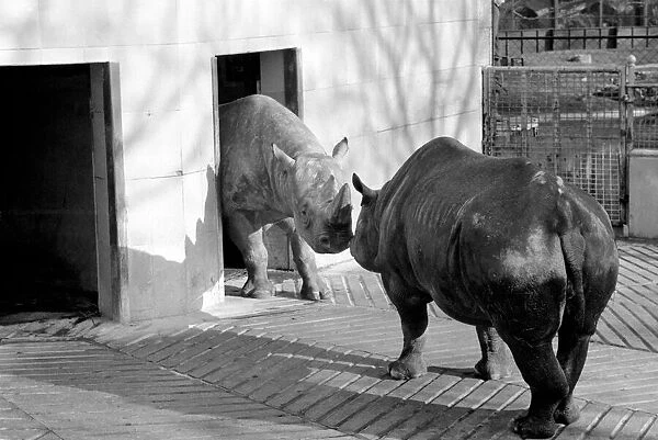 Black Rhinos Rupert and Thelma at Bristol Zoo. January 1975 75-00379-001