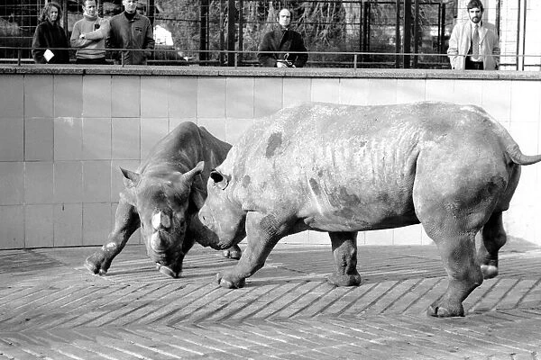Black Rhinos Rupert and Thelma at Bristol Zoo. January 1975 75-00379-005