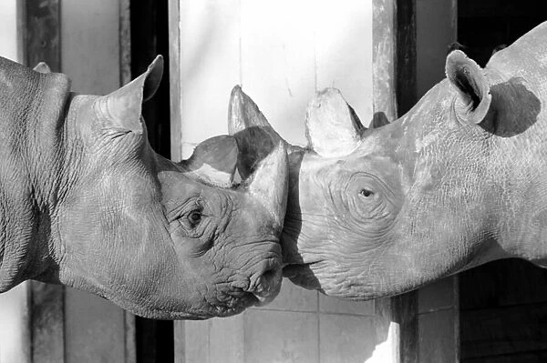 Black Rhinos Rupert and Thelma at Bristol Zoo. January 1975 75-00379