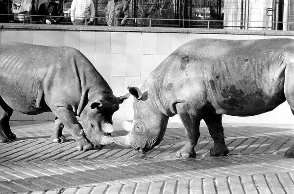 Black Rhinos Rupert and Thelma at Bristol Zoo. January 1975 75-00379-006
