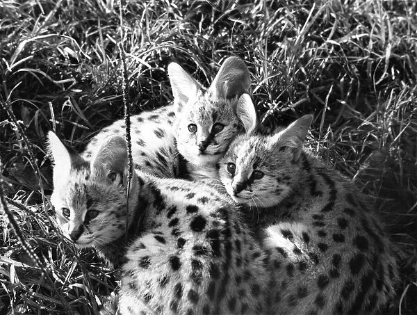 Black-spotted African wild cat triplets called servals born at Whipsnade Zoo