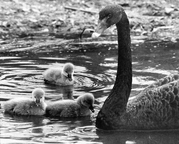 A black swan with her cygnet triplets