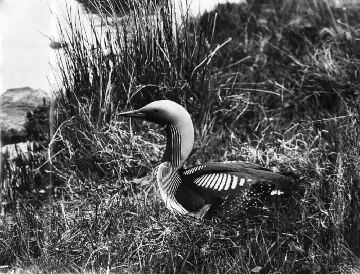 Framed Print : Black Throated diver. November 1927 P004577 Framed Print : Black Throated diver. November 1927 P004577