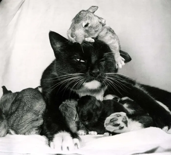 Framed Print : Black and white cat Beckie, foster mother to newly born rabbits at their owners home Framed Print : Black and white cat Beckie, foster mother to newly born rabbits at their owners home