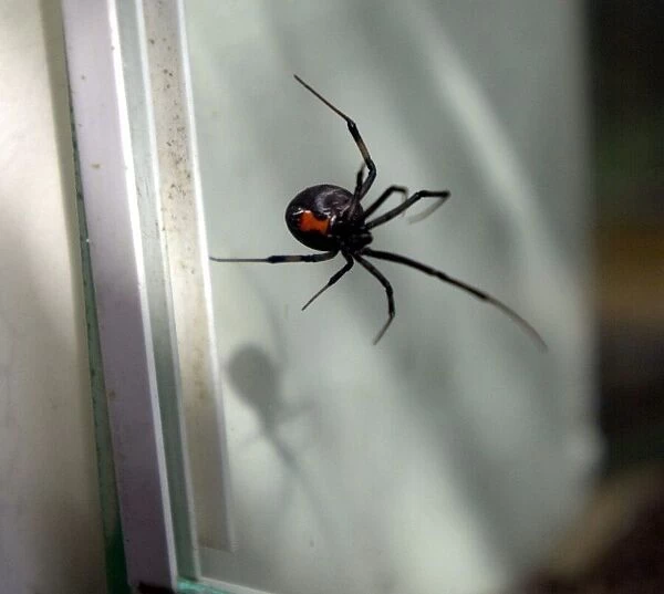 The Black Widow spider that was found at Jaguar and is now residing at the Stratford