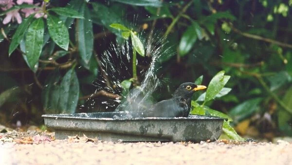 A blackbird bathing in a tin tray