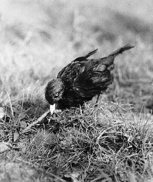 Blackbird pulling worm out of ground April 1957