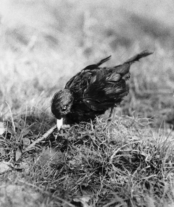Framed Print : Blackbird pulling worm out of ground April 1957 Framed Print : Blackbird pulling worm out of ground April 1957