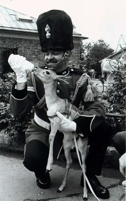 Framed Print : Blackbuck Deer regimental mascot Royal Fusiliers being fed milk from bottle by Corporal