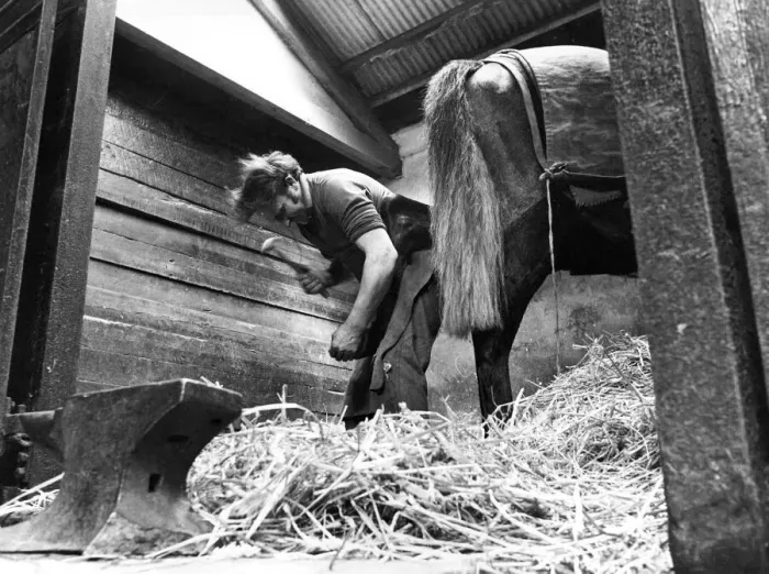 Framed Print : Blacksmith Doug Dunn shoeing racehorses in a stable near his forge at Rennington Framed Print : Blacksmith Doug Dunn shoeing racehorses in a stable near his forge at Rennington