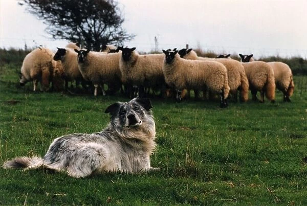 Blind Chaz waits for the whistle as he rounds up Sheep for Tim. November 1995 P006064