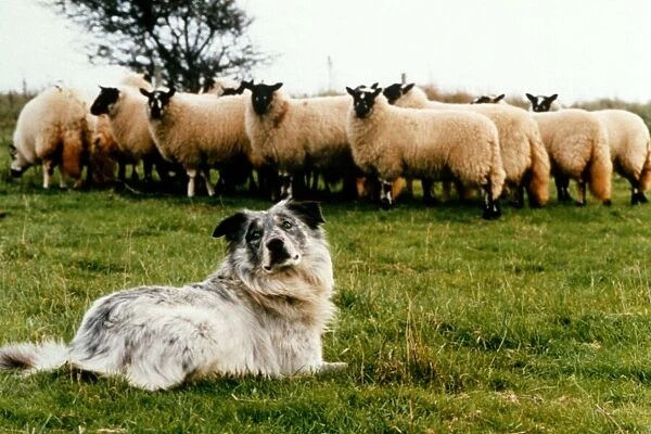 Blind sheepdog Chaz sitting down as he prepares to round up the sheep November 1995