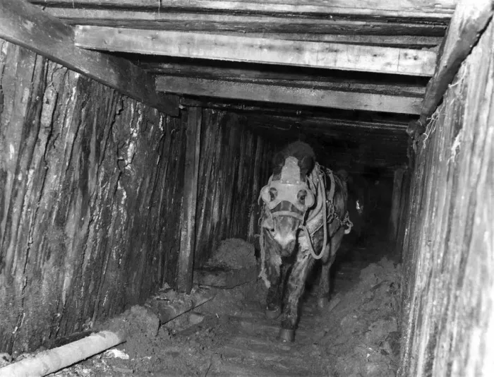 Framed Print : Blinkered to protect his eyes, a pony canters up the shaft towards daylight Framed Print : Blinkered to protect his eyes, a pony canters up the shaft towards daylight
