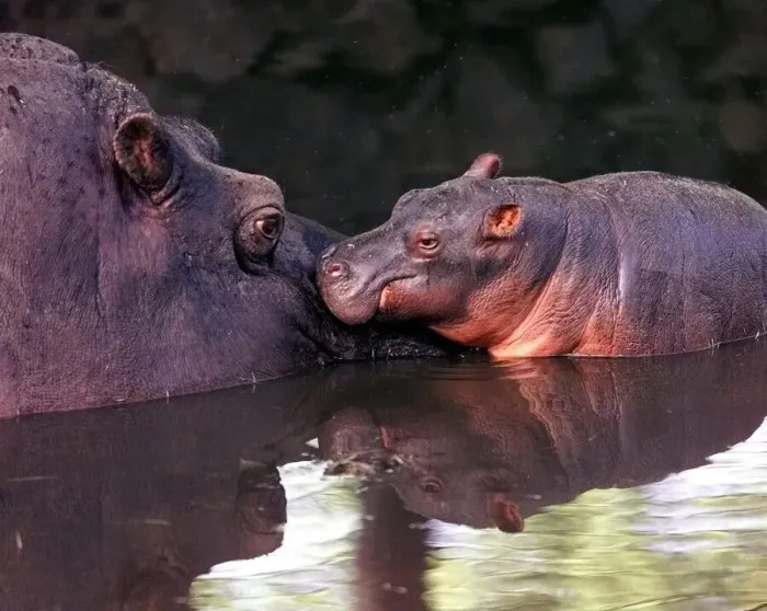 Framed Print : Bliss'the newborn hippo with her mum Barbell at the West Midland Safari Park Framed Print : Bliss'the newborn hippo with her mum Barbell at the West Midland Safari Park